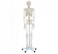 HUMAN LIFE SIZE SKELETON 180CM TALL