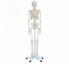 HUMAN LIFE SIZE SKELETON 180CM TALL