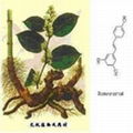 Giant Knotweed Extract