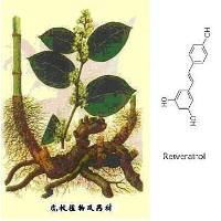 Giant Knotweed Extract 