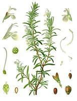 Rosemary