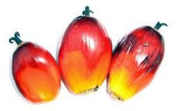 Natural Cheap Palm Kernel From Africa 3