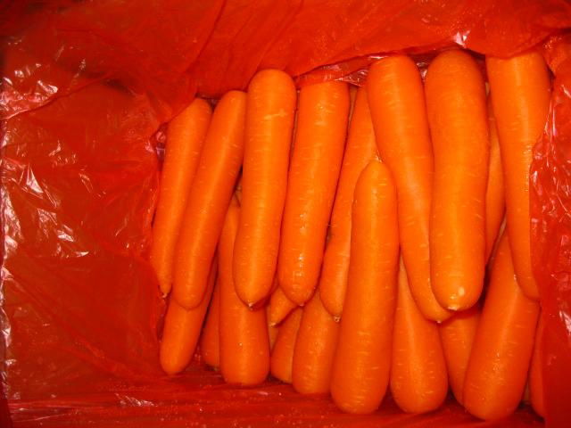 Fresh Carrot 