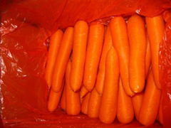 Fresh Carrot 