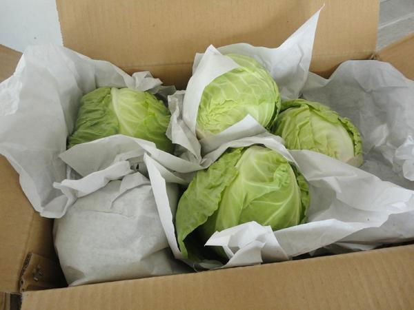 Fresh Cabbage 