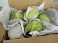 Fresh Cabbage 