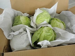 Fresh Cabbage