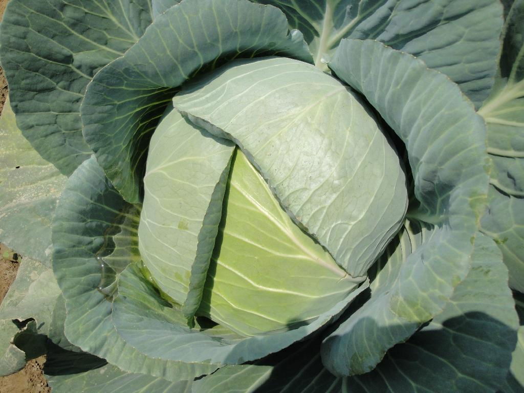 Fresh Cabbage  2