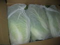 Fresh Cabbage  5