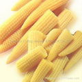 Canned Baby Corn 3