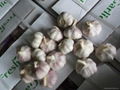 fresh red garlic 2