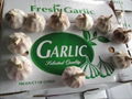 fresh red garlic 4