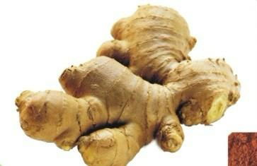 Ginger Extract / Gingerol  P.E / Gingerol