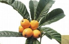  Loquat leaf Extract /Loquat leaf p. E 