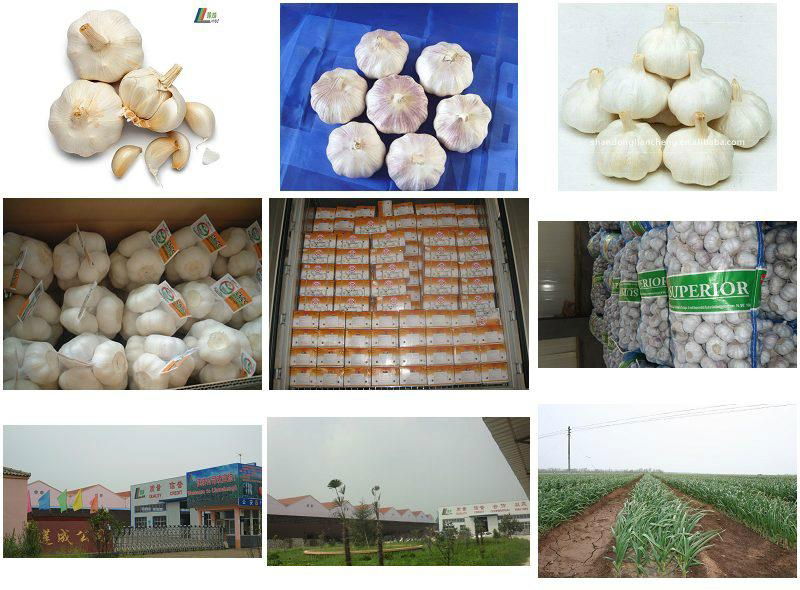 liancheng garlic