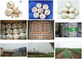 liancheng garlic