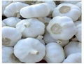 pure white garlic 1