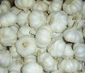 pure white garlic 2