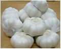 pure white garlic 3