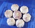 normal white garlic 1