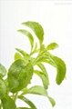 Reb-A stevia extract 40% 1