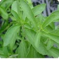 Steviosides 90% Stevia sweetener 1