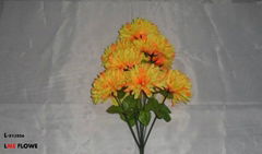 chrysanthemum