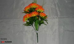 chrysanthemum