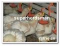 Broiler feed system 2