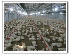 Automatic poultry farm equipment