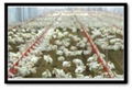 Poultry farming equipment 4