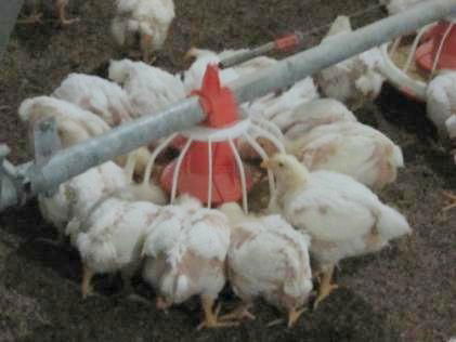 Poultry Farming Equipment 