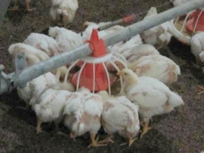 Poultry Farming Equipment