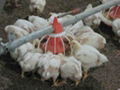 Poultry Farming Equipment 