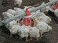 Poultry Farming Equipment