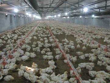 Poultry Farming Equipment  5