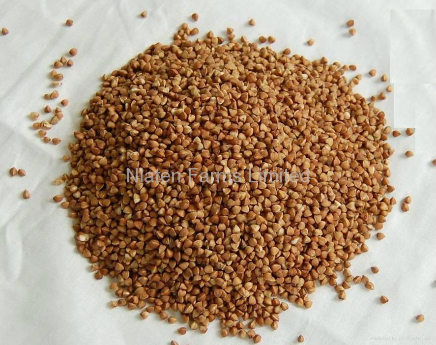 Roasted Buckwheat Kernel