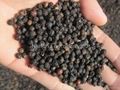 Black pepper 1