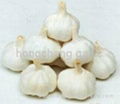 pure white garlic