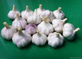 fresh garlic 3