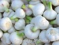 fresh pure white garlic 1