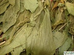 Nervate twayblade herb