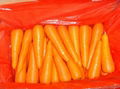 Fresh Carrot 3