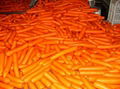 Fresh Carrot