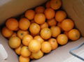 navel orange 2