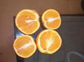 navel orange 5