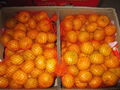 mandarin orange 2