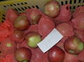 red star apple 3