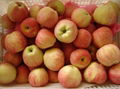 red star apple 4