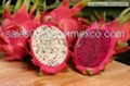 Dragon fruit